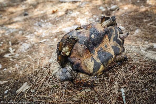 fwtia-imittos-kammena-1