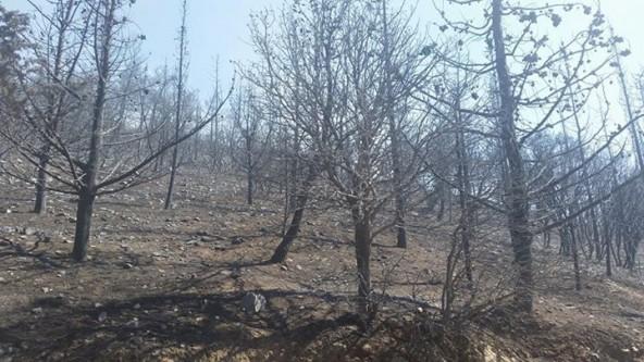 fwtia-imittos-kammena -4