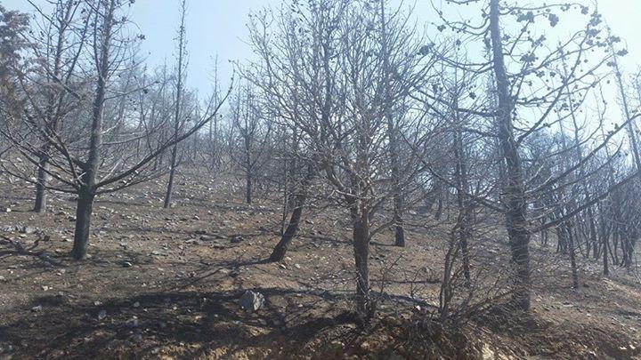 Βρέθηκε απανθρακωμένη σωρός στον Υμηττό