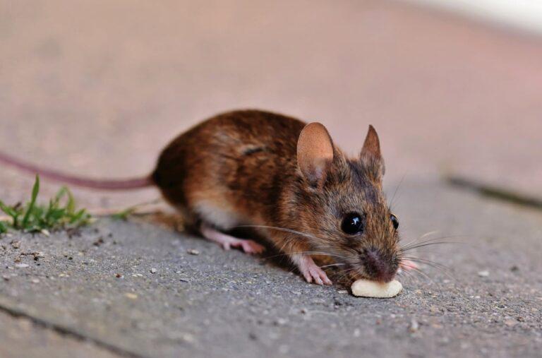 rat stock