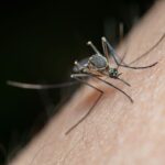 Σε πλήρη εξέλιξη το πρόγραμμα καταπολέμησης κουνουπιών του Δήμου Βύρωνα mosquito