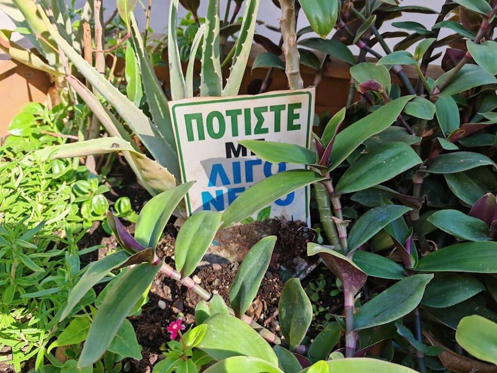 Η Eny ομορφαίνει εθελοντικά την αγορά του Βύρωνα, ένα λουλούδι τη φορά 6 Ταμπέλα με την επιγραφή «Ποτίστε με λίγο νερό» ανάμεσα σε φυτά σε παρτέρι